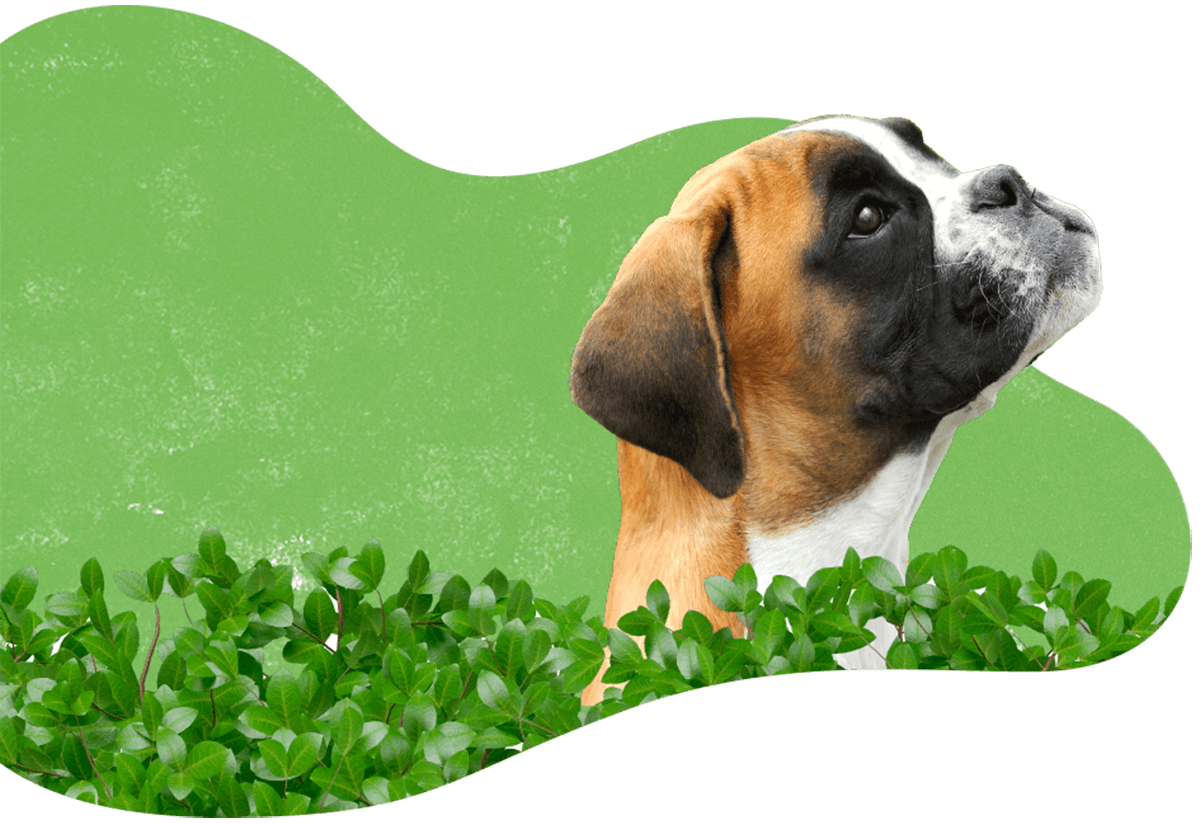 https://strutpup.com/wp-content/uploads/2019/07/hero_image_04.png