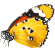https://strutpup.com/wp-content/uploads/2019/08/butterfly.png