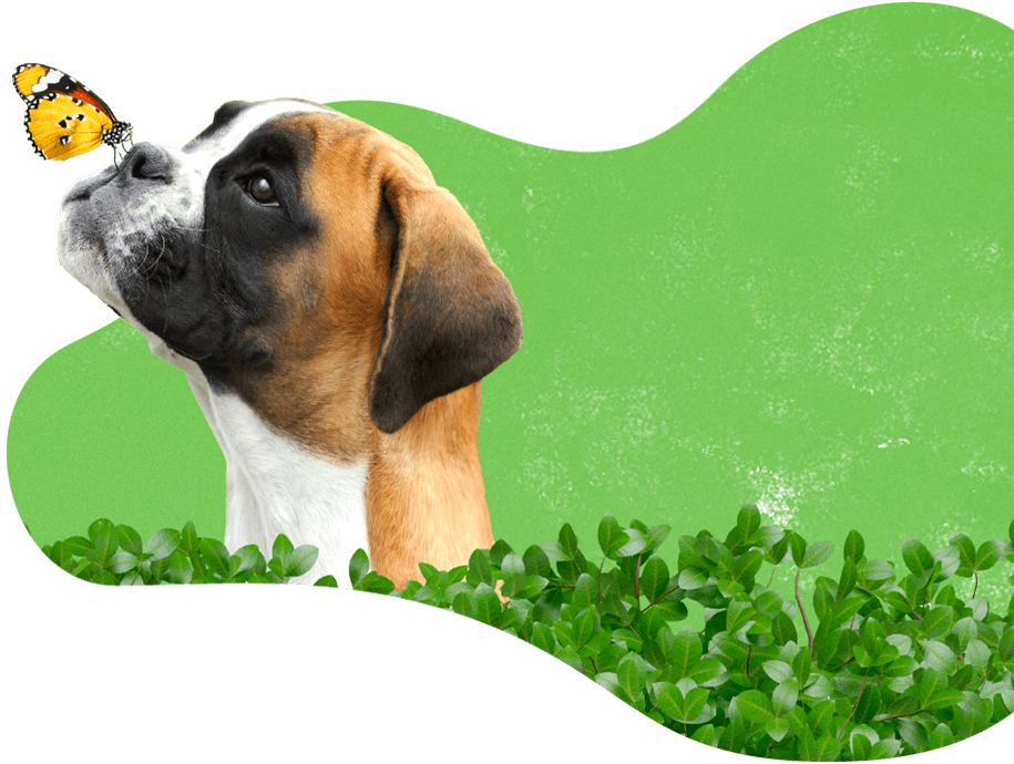 https://strutpup.com/wp-content/uploads/2019/08/dog_services.png