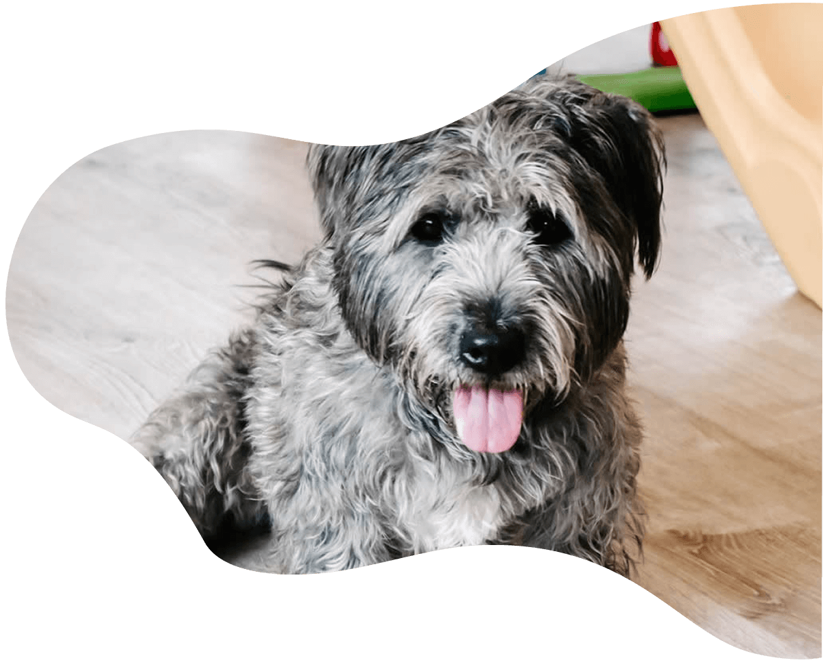 https://strutpup.com/wp-content/uploads/2020/07/doggy.png